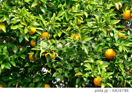 樹木・ナツミカン ミカン科 樹木・ナツミカン ミカン科 6826786