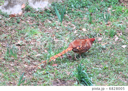 ヤマドリ 6828005