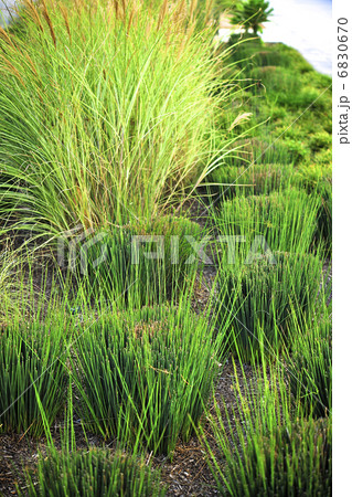 カットされたスティパのあるユニークなドライガーデン カットされたスティパのあるユニークなドライガーデン 6830670