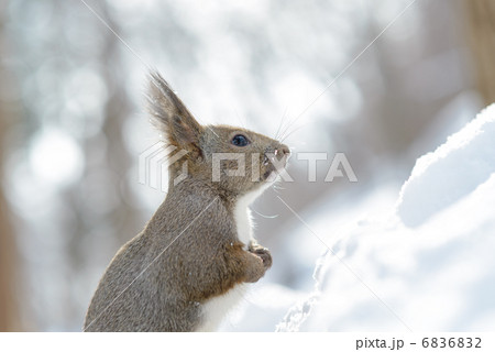 冬のエゾリス 6836832