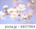 さくら 6837064