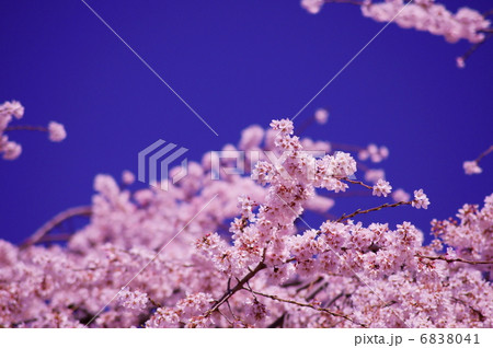 枝垂れ桜 花言葉 優美 A Weeping Cherry Treeの写真素材