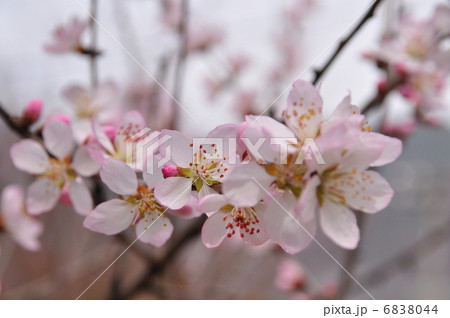 ロトウ桜 ロトウ桜 6838044