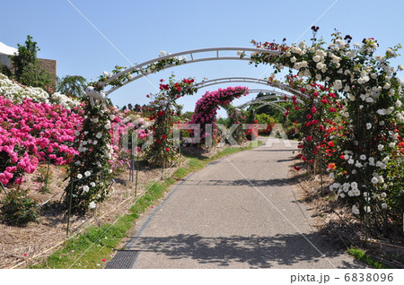 かのやばら園 6838096