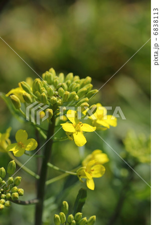 菜の花 6838113