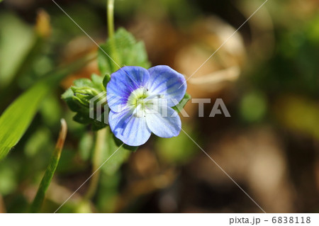 オオイヌノフグリ 6838118