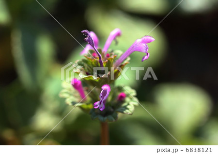 ホトケノザ ホトケノザ 6838121