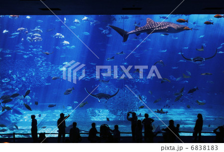 美ら海水族館　沖縄 6838183