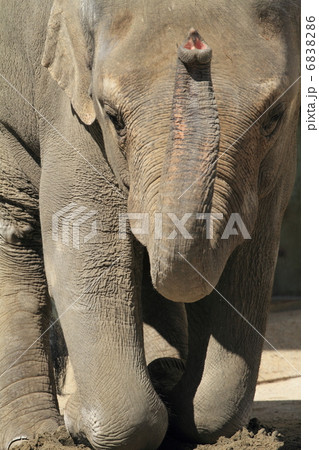 アジアゾウ 6838286