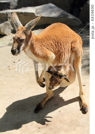 カンガルーの赤ちゃん 6839690