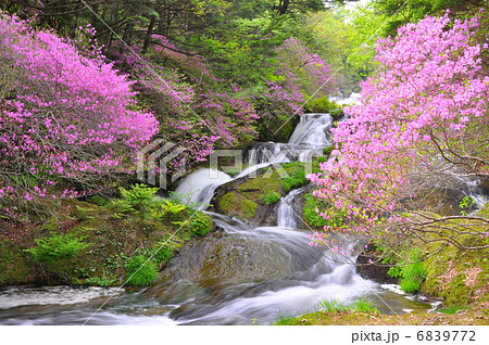 滝とツツジ 6839772