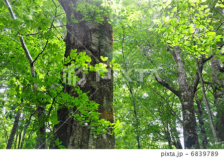 新緑の十和田原生林 6839789