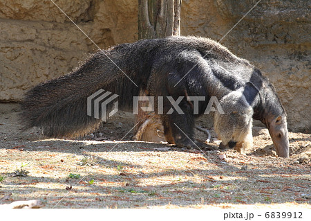 オオアリクイ オオアリクイ 6839912