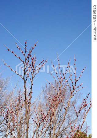 ハナズオウの蕾 ハナズオウの蕾 6839925