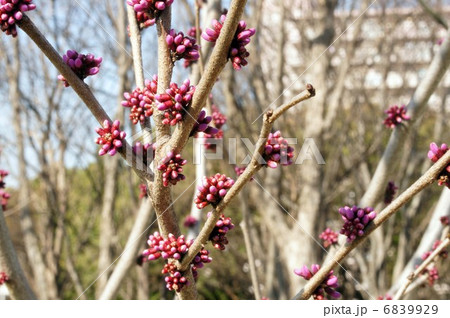 ハナズオウの蕾 ハナズオウの蕾 6839929