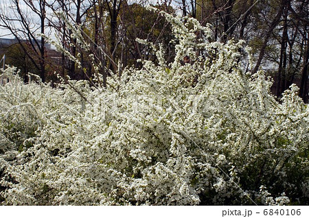 満開の雪柳 6840106