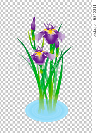 菖蒲 菖蒲 6840311