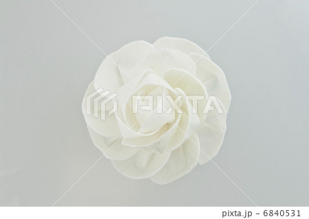 白バックの白い造花 6840531