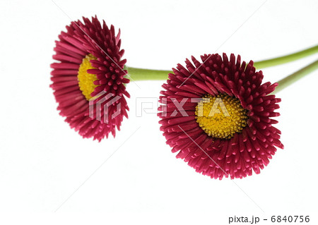 紅い雛菊2輪 紅い雛菊2輪 6840756