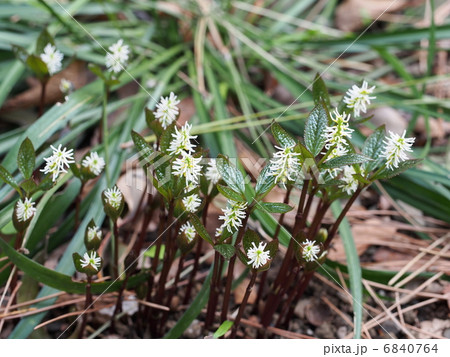 ヒトリシズカの花 6840764