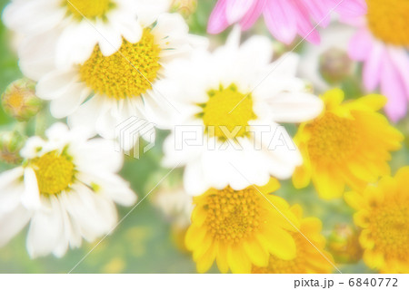 お彼岸　春　花　寄せ植え　ガーデニング　花壇　春花壇　花畑　 6840772