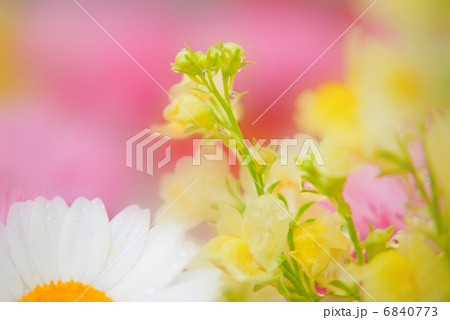 春 花 寄せ植え ガーデニング 花壇 春花壇 花畑 春 花 寄せ植え ガーデニング 花壇 春花壇 花畑 6840773