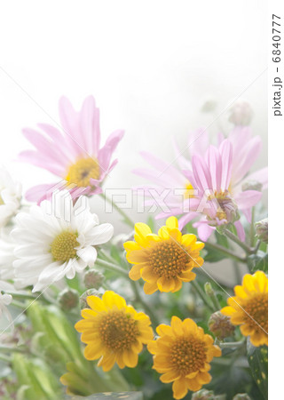 お彼岸　春　花　寄せ植え　ガーデニング　花壇　春花壇　花畑　 6840777
