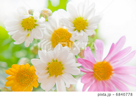 お彼岸　春　花　寄せ植え　ガーデニング　花壇　春花壇　花畑　 6840778