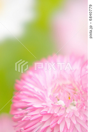 春 花 デージー ガーデニング 花壇 花畑 寄せ植え アップ 春 花 デージー ガーデニング 花壇 花畑 寄せ植え アップ 6840779