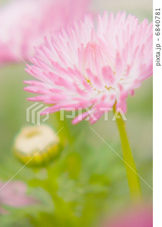 春 花 デージー ガーデニング 花壇 花畑 アップ ヒナギク 春 花 デージー ガーデニング 花壇 花畑 アップ ヒナギク 6840781