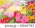 春　花　シクラメン　パンジー　ビオラ　花壇　花畑　野の花　自然 6840783