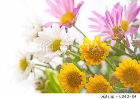 春　花　デージー　ガーデニング　花壇　花畑　アップ　　寄せ植え 6840784