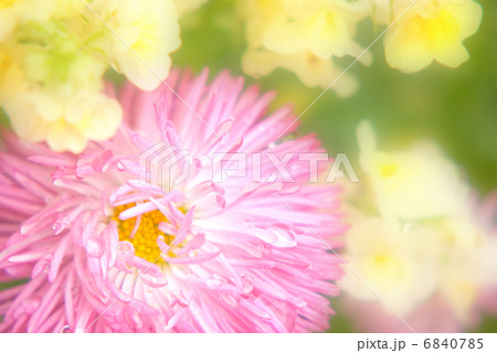 春　花　デージー　ガーデニング　花壇　花畑　アップ　寄せ植え 6840785