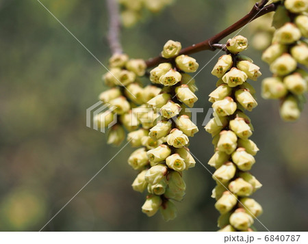 キブシの花 6840787