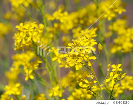 ミズナの花 6840886