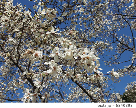 コブシの花 コブシの花 6840898