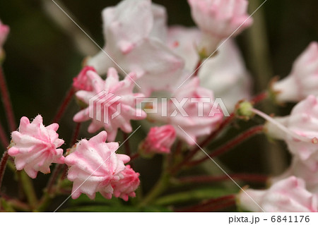 カルミア カルミア 6841176