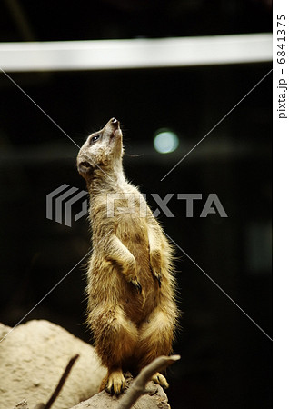 ミーアキャットの立ち姿 6841375