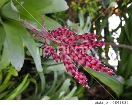 エクメア 6841382