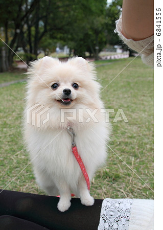 可愛いポメラニアン 6841556