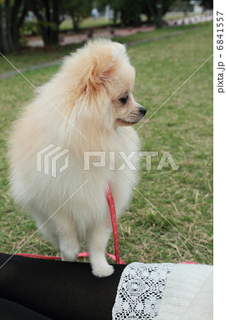 可愛いポメラニアン 6841557