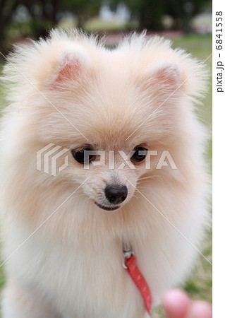 可愛いポメラニアン 6841558