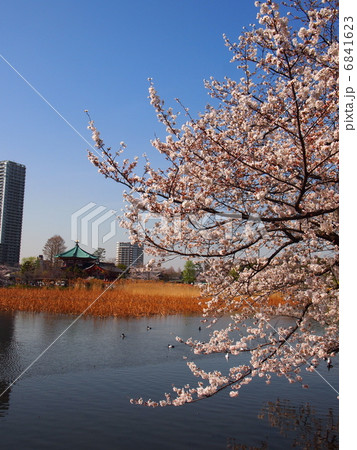 川辺に咲く桜 6841623
