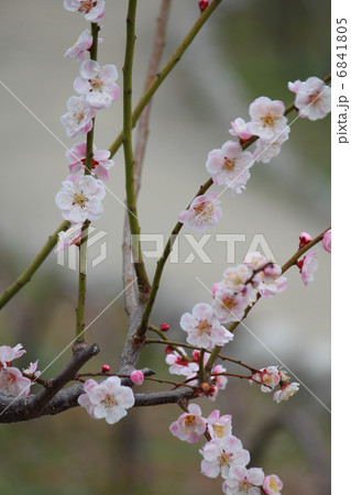 梅花 梅花 6841805