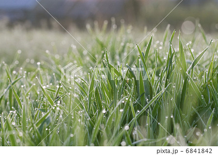 Green grass on a lawn with dew drops 6841842