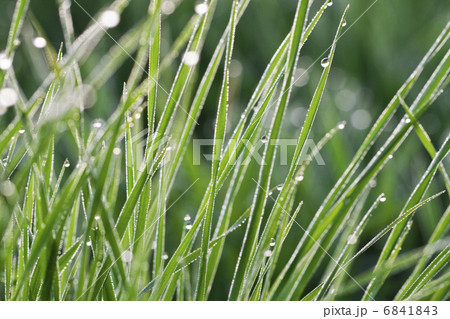 Green grass on a lawn with dew drops 6841843