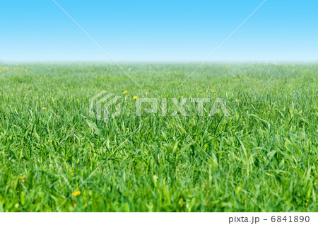 Grassy meadow and the blue sky 6841890