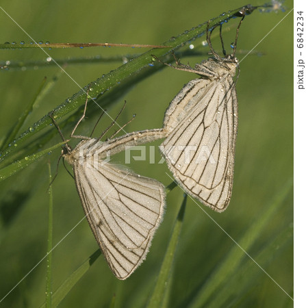 Two butterflies on a meadow 6842234