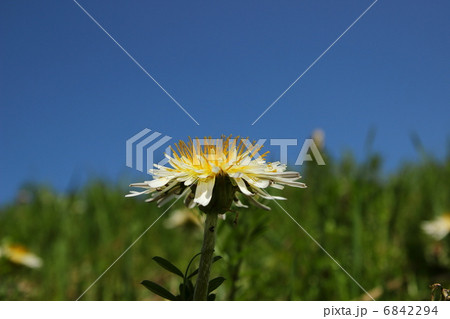 シロバナタンポポと青空 シロバナタンポポと青空 6842294