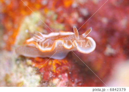 ウミウシ ウミウシ 6842379